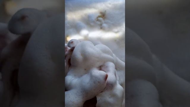 ASMR ☀️ Duru Soap ☀️ Soaked Soap ☀️ Mushy Soap ☀️ Lathering Soap ☀️ Размокшее мыло Дуру ☀️ АСМР ☀️