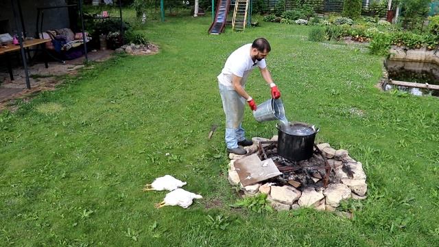 Ощип бройлеров в перосъемной машине МясТехМаш смотреть онлайн