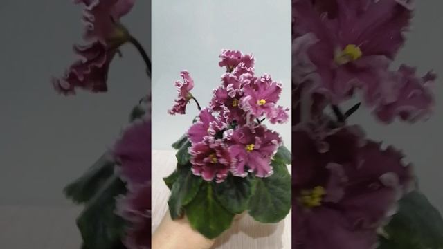 Фиалка стандартная ЕК-Красное перо. Обзор смотреть онлайн