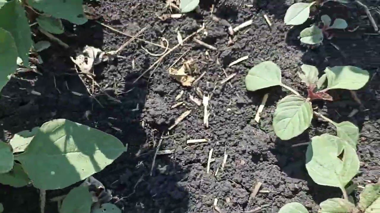 Прошли дожди ура, снова прополка. Не скучаем. смотреть онлайн