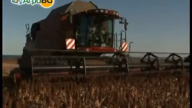 Соргото винаги дава стабилни добиви смотреть онлайн