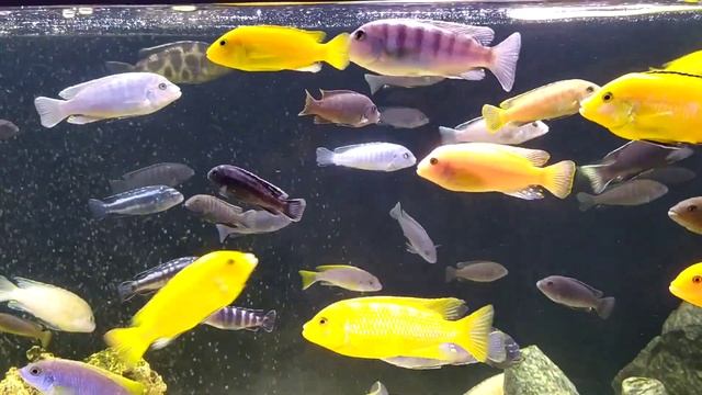 Как отличить самца от самки у еллоу и демасони. Обзор населения. ,,530 литров счастья,, ? смотреть онлайн