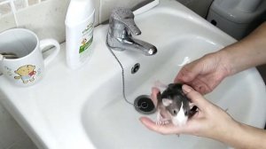 Как купать домашнюю крысу