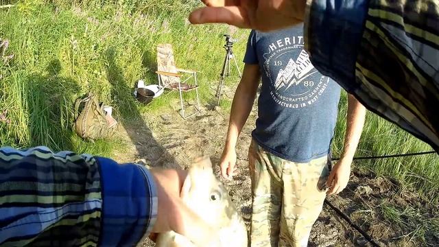 Рыбалка на Карася. Ловля крупного карася на вечерней зорьки. Рыбалка на реке Иргиз 2018 смотреть онлайн