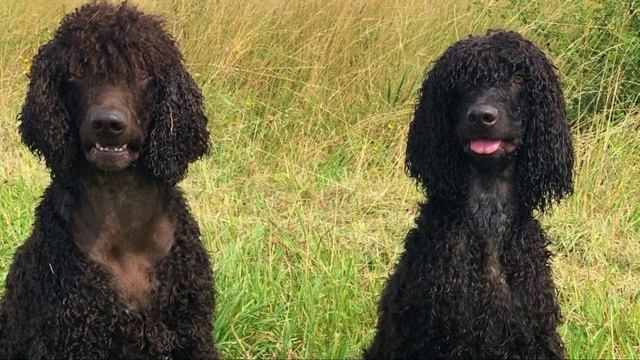Irish Water Spaniel - TOP 10 Interesting Facts