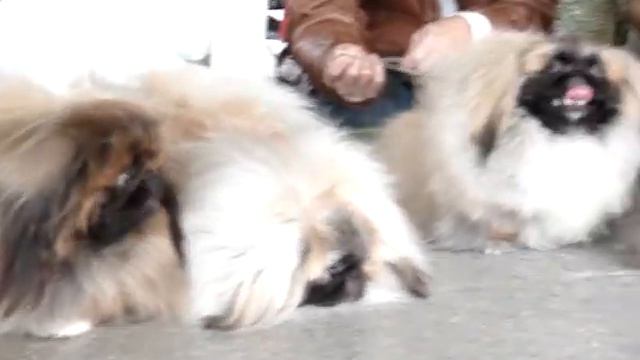 Terasroos litter on Christmas show смотреть онлайн
