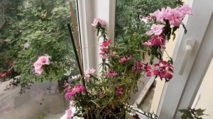 Годеция ч.13 в горшке на балконе. Окончание цикла развития.