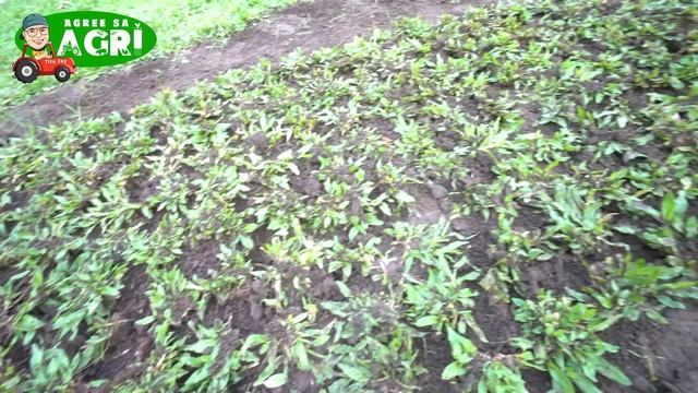 150k Pesos per Month Frog Grass Farming смотреть онлайн
