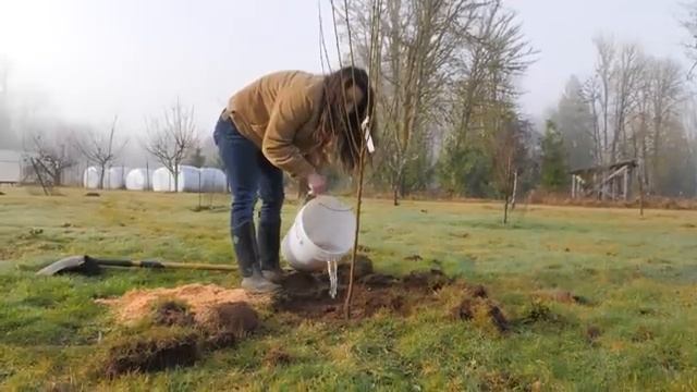 How to Plant Fruit Trees for MAXIMUM Growth and Harvest смотреть онлайн