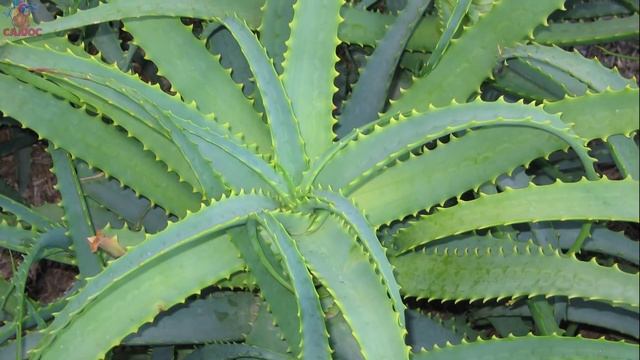 Как убрать мешки под глазами? ✅5 способов убрать мешки под глазами в домашних условиях смотреть онлайн