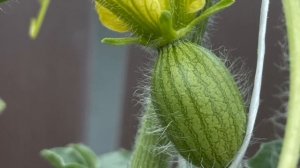 Арбузы в теплице. Как вырастить арбузы в холодном климате. Выращивание арбузов на севере.