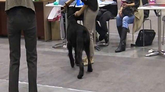 CACIB КИНОС 09,12,12 Ринг Ризен ч.2 смотреть онлайн