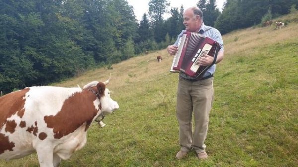 Cow in love with accordion.