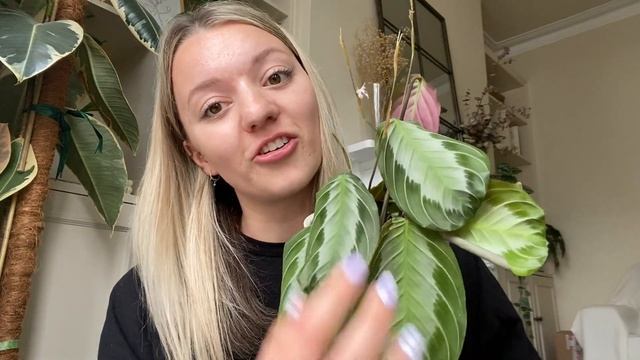 Come Plant shopping with Me! Maranta Haul | Full Maranta range Prayer Plant Show and Tell смотреть онлайн