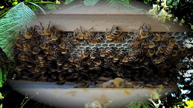 «Весенние цветы, пчёлы и флейта» - красивая музыка флейты и видео к Всемирному дню пчел 20 мая смотреть онлайн