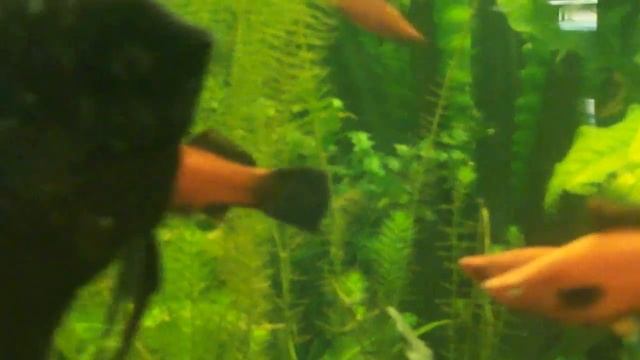 АКВАРИУМНЫЕ РЫБКИ: СКАЛЯРИИ, МЕЧЕНОСЦЫ смотреть онлайн