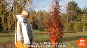 Осенняя декоративность. Три рябины: “Додонг”, “Отэм Спайр” и “Гранатная”.