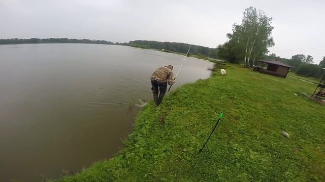 Платная рыбалка в подмосковье .Рыбхоз Осенка. Ловля карпа.Отчеты о рыбалке. #7 смотреть онлайн
