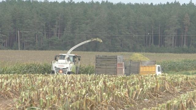 Уборка кукурузы на силос CLAAS Jaguar 870 смотреть онлайн