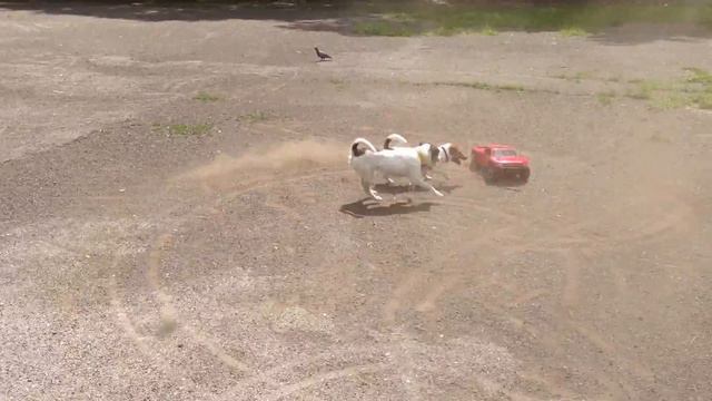 Traxxas Slash 2wd Ford Raptor f-150 vs two dogs Jack Russell & Parson Rassell part 3 "Dust" смотреть онлайн