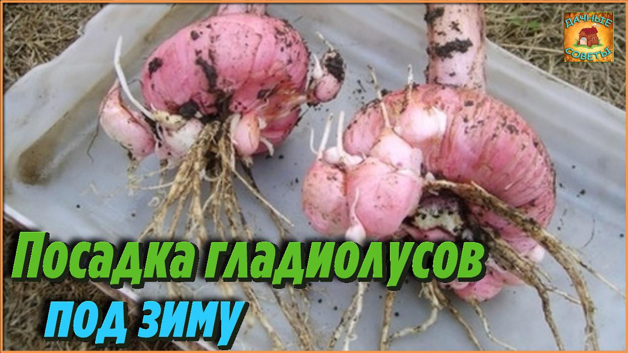Посадка гладиолусов под ЗИМУ в открытый грунт Тонкости выращивания цветов Дачные Советы смотреть онлайн