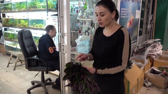 Аквариумные растения из Тайланда смотреть онлайн
