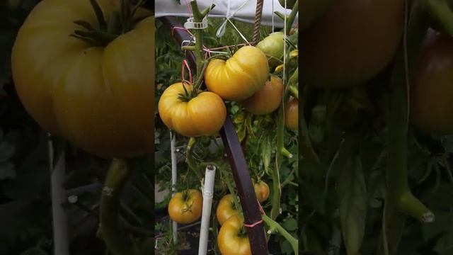 Малиновка Башкирская, Бабушкино.Пою я оду им. смотреть онлайн