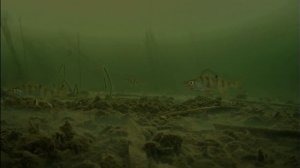 ЁРШ в качестве Живца! Щука на жерлицы в Феврале. Подводная съемка