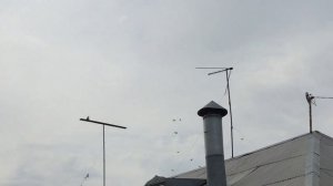 #Pigeons.Как лечить оспу.