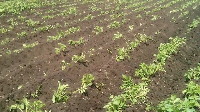 Окучивание картофеля активной фрезой с ушастым окучником смотреть онлайн