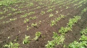 Окучивание картофеля активной фрезой с ушастым окучником