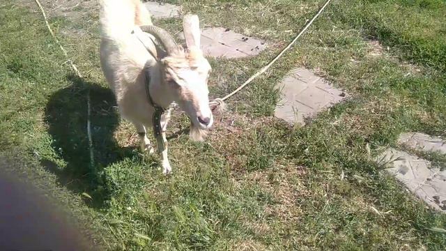 Козы, свиньи и продажи смотреть онлайн