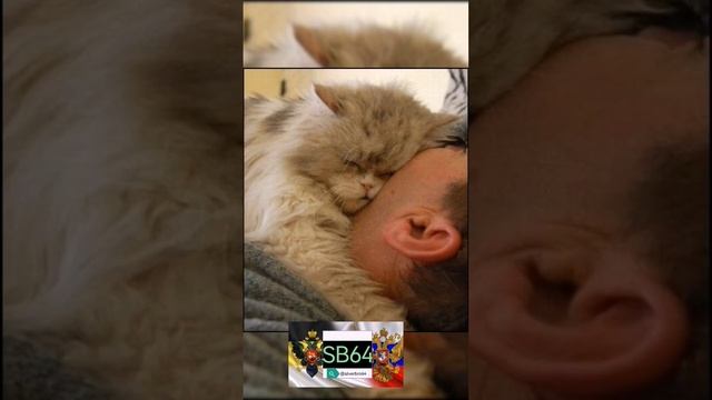 НОВОСТИ. почему коты и кошки спят на человеке. смотреть онлайн