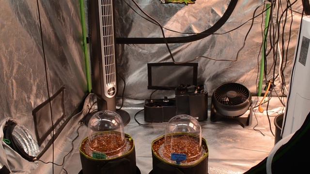LOTUS Season: Germination смотреть онлайн