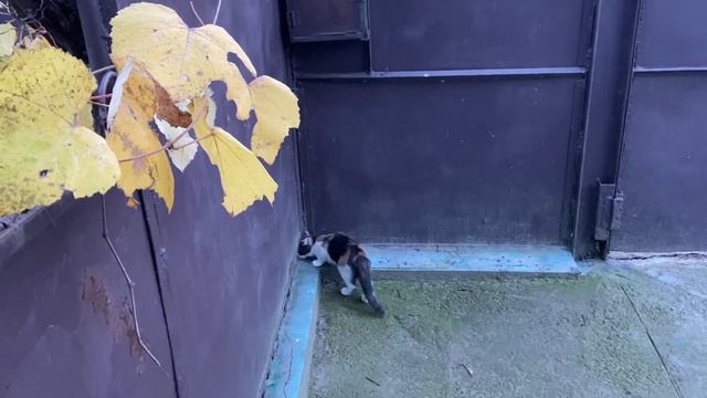 24.11.22. Возобновляем работы в погребе. смотреть онлайн