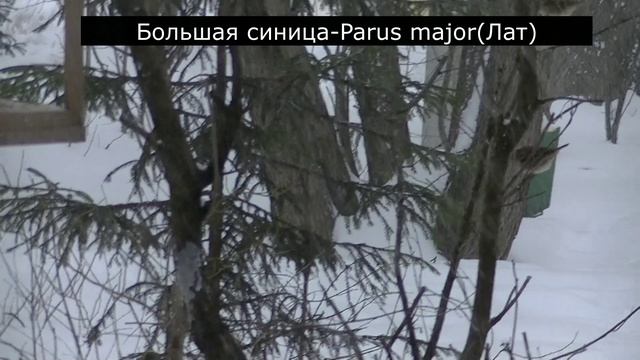 ПТИЦЫ НА СНЕГУ. 15.02.2024 смотреть онлайн