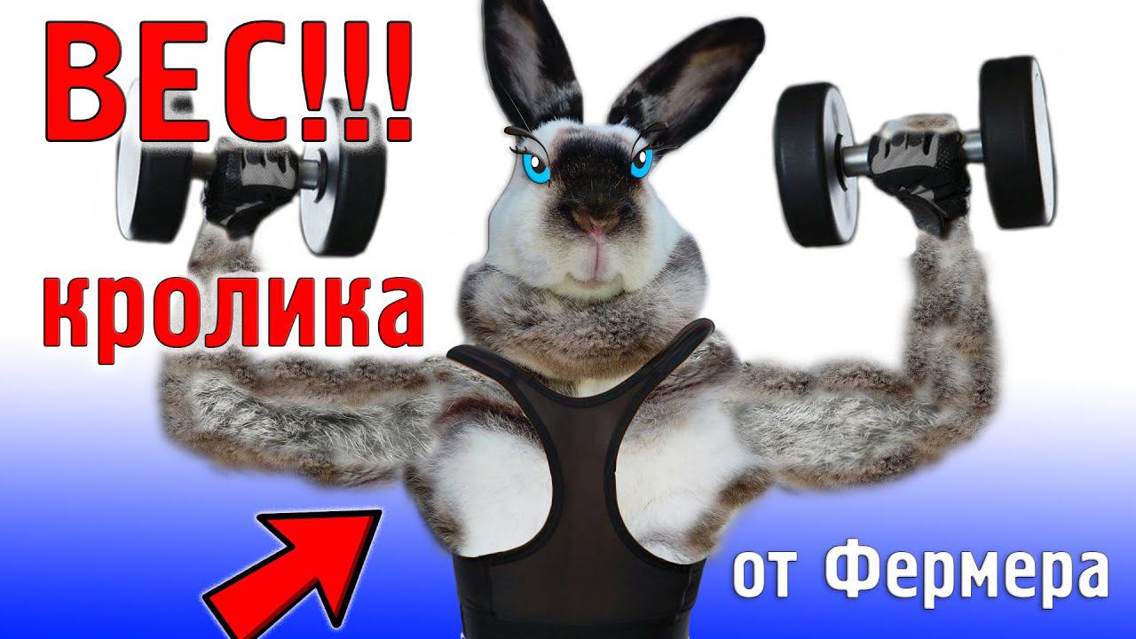 Не кроются крольчихи, что делать? смотреть онлайн