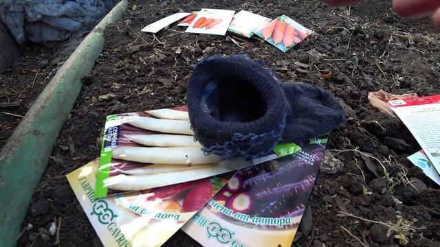 Подготовка семян моркови к посеву