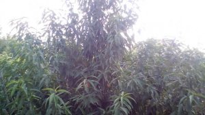 Формировка персика веретено летом