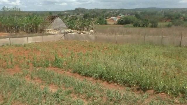 Vadim Starov Cuba Travel Viñales Valley Куба Долина Виньялес плантации табака и кофе