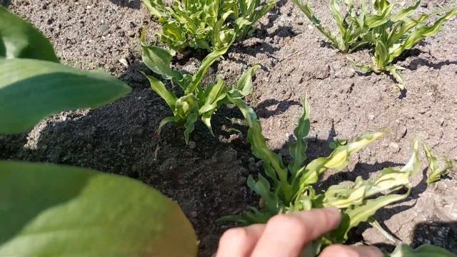 Кто мешает жить моим хостам. Новые цветочные грядки спустя год - плюсы и минусы. Обзор растений. смотреть онлайн