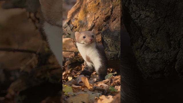 Каменная куница | Beech marten смотреть онлайн