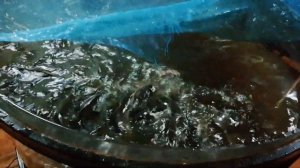 Клариевый сом.О корме. Эксперимент. Мини узв для клариевого сома.