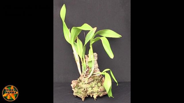 2021 Project Orchids - Final Update Pt3 The Cattleya Types смотреть онлайн