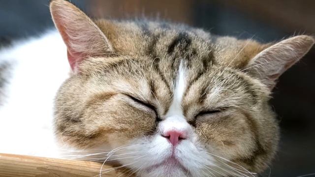 В лунном сиянии. Колыбельная. смотреть онлайн