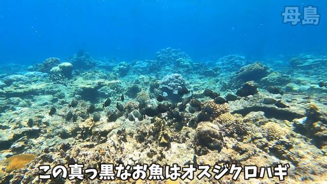 【母島観光】シュノーケリングで夏を満喫【日本一遠い島】小笠原諸島 水中映像 смотреть онлайн