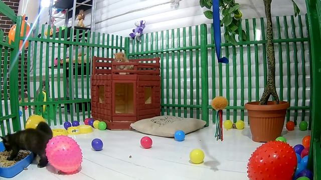 ИГРОВАЯ КОМНАТА ДЛЯ КОТЯТ ОДИН ДЕНЬ. ТРИ МУШКЕКОТА - СМЕШНАЯ ИСТОРИЯ КОТЁНКА И НОВЫЕ ИГРЫ смотреть онлайн