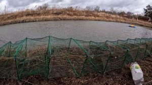 Разведение раков, что из этого получилось за 2 года , Жизнь У Пруда