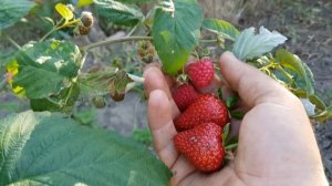 Клубника КАБРИЛЛО на грунте. Разница с высокими грядками.