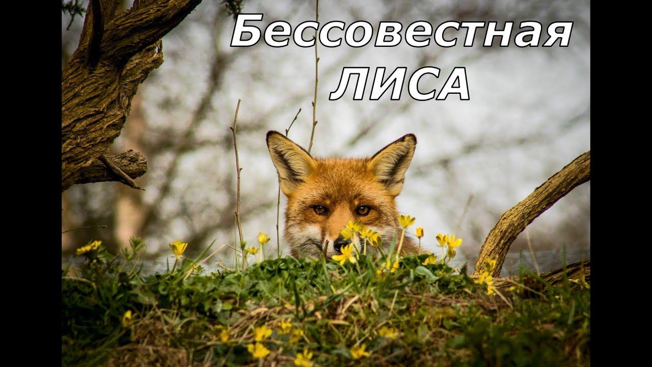Бессовестная лиса. Лицам без чувства юмора просмотр запрещен! ))) смотреть онлайн